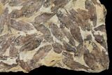 15" Fossil Fish (Gosiutichthys) Mortality Plate - Lake Gosiute - #130070-4